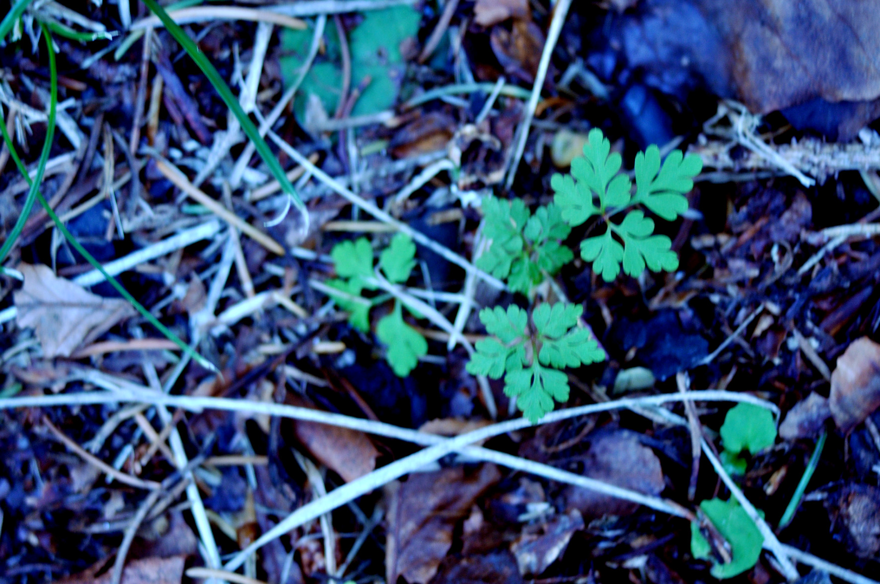 GERANIUM PURPUREUM Vill. - geranio purpureo